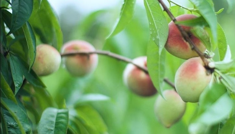Petrolina recebe palestra para debater estratégias meteorológicas na produção de frutas — Foto: Divulgação Emater-MG