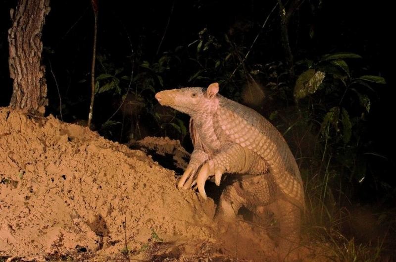 Maior tatu-canastra da década é capturado no Pantanal de MS