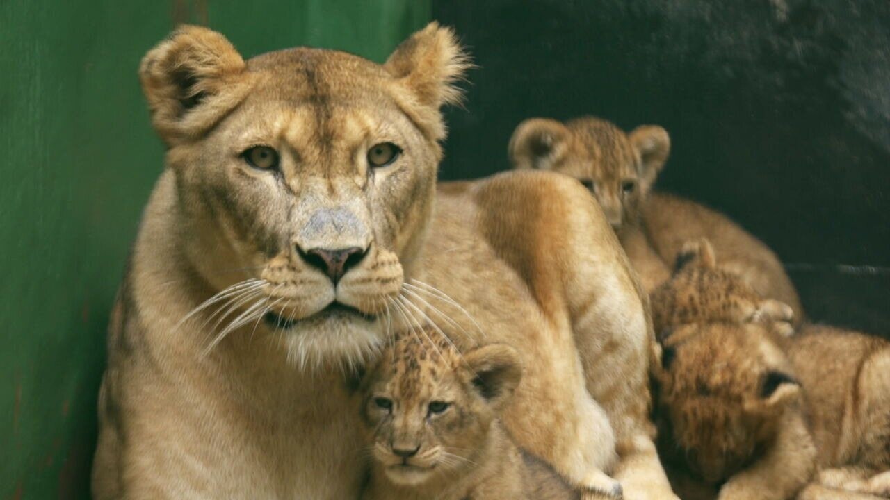 Leões, antílopes e mais: Zoológico de São Paulo vive 'Baby Boom' em 2024 com nascimentos de filhotes