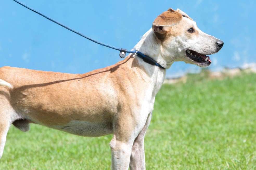 Cachorro Jorge foi colocado para adoção — Foto: Prefeitura de Joinville/ Divulgação