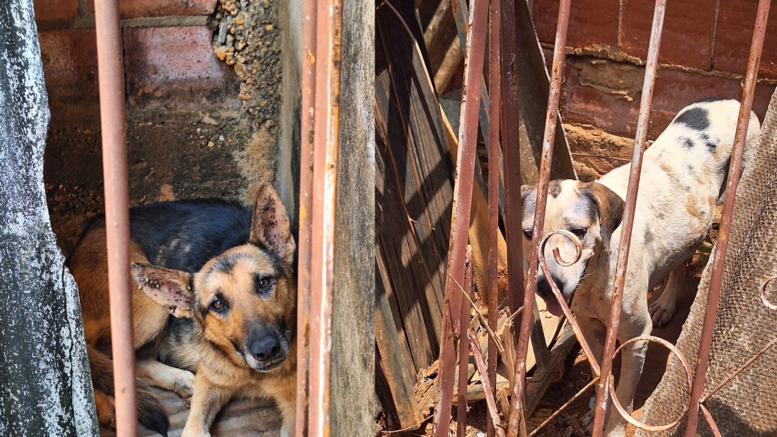 Maus-tratos: homem é preso por deixar cachorros em meio a lixo e infestados de carrapatos em Araxá