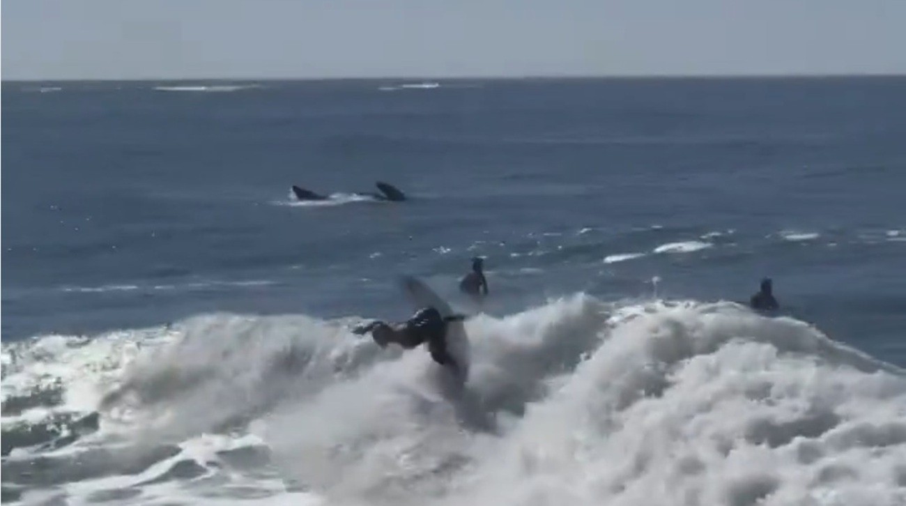Baleia surge no mar de SC em sessão de surfe com medalhista olímpica: 'pude dividir umas ondas'