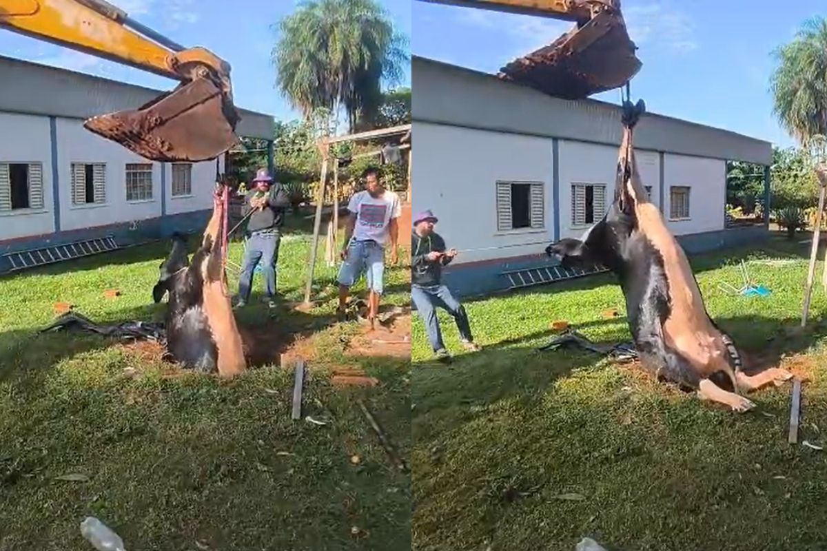 Resgate inusitado: vaca cai em fossa e mobiliza bombeiros em chácara de MS