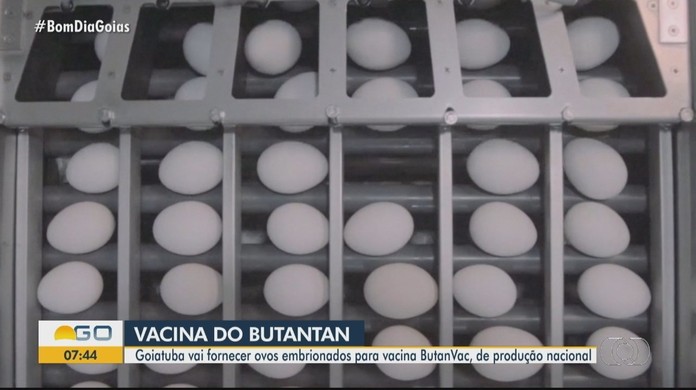 Granja em Goiatuba deverá produzir até 360 mil ovos por dia para vacina  Butanvac, diz empresa, Goiás