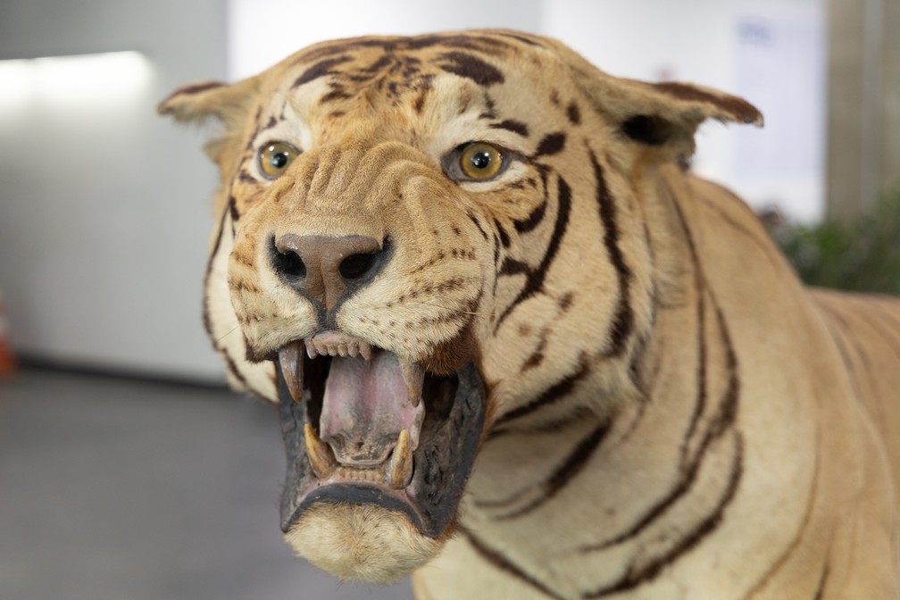 Tigre taxidermizado doado ao Museu Nacional — Foto: Diogo Vasconcellos/ Divulgação/ Museu Nacional