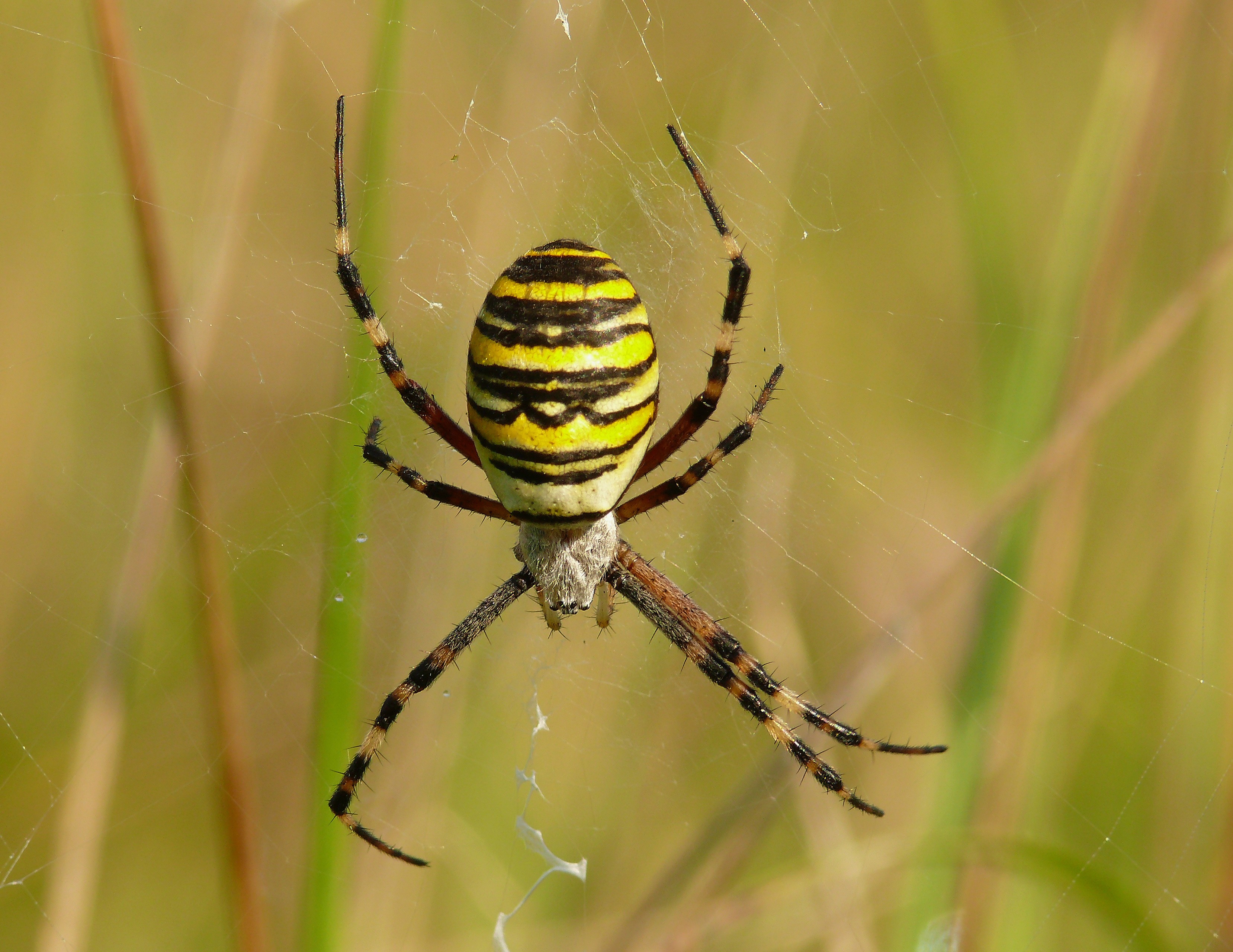 Idoso é picado por aranha em Barra do Piraí