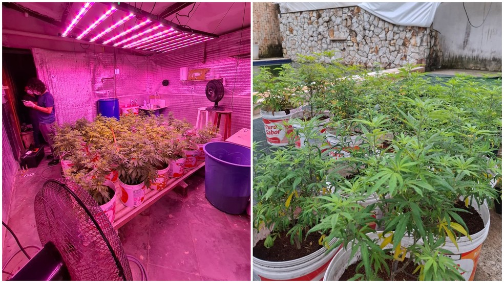 Polícia encontra 330 mudas de maconha em pousada no litoral do Ceará. — Foto: Polícia Civil do Ceará