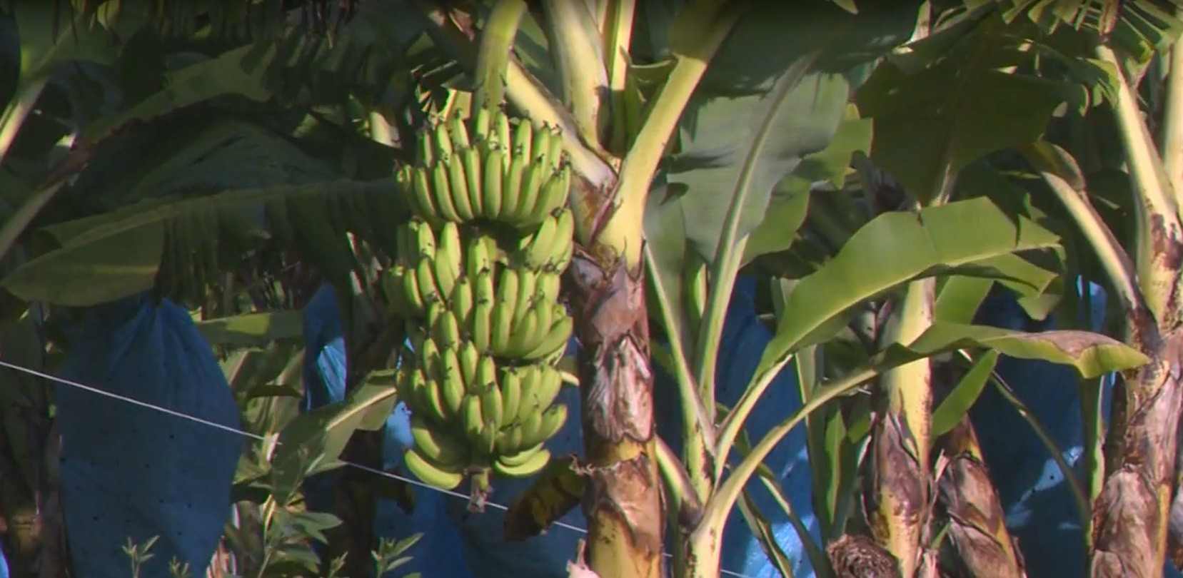 Banana 'Clarinha', descoberta acidental em SC, pode transformar a produção goiana na baixa temporada