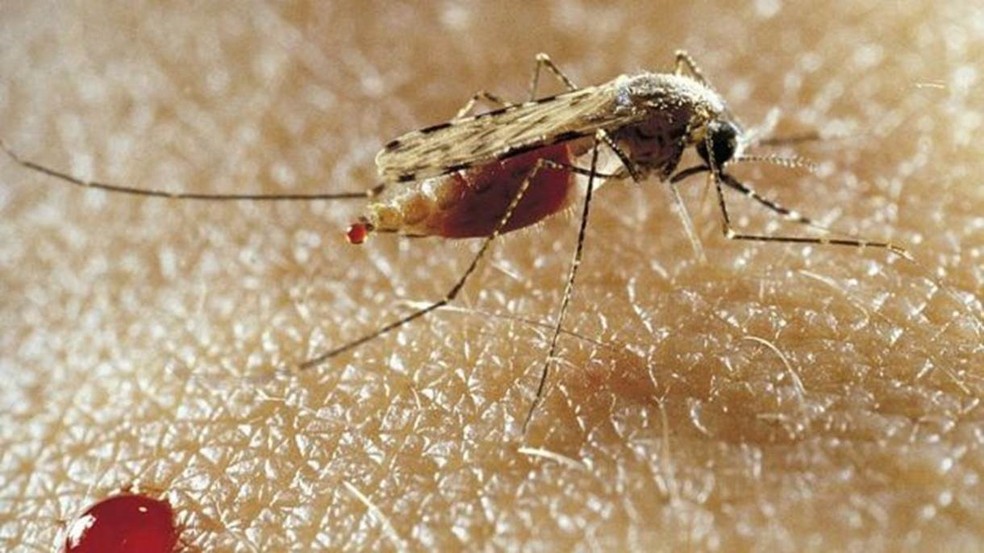 Nove países devem se livrar da malária em 2020 — Foto: Getty Images