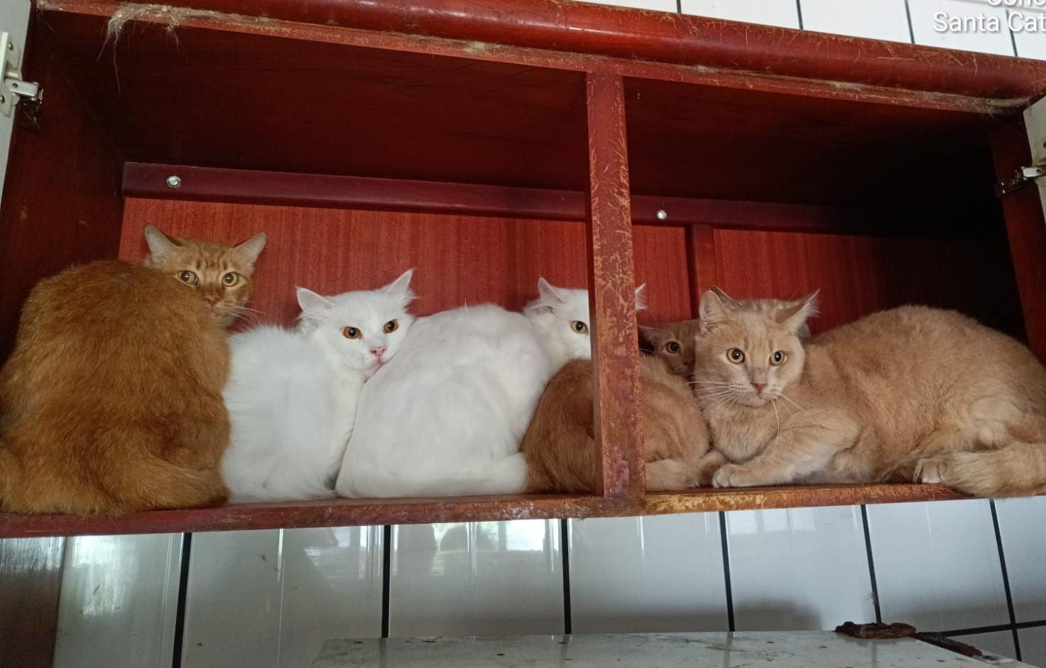 Gatos debilitados achados em apartamento de SC vão seguir em quarentena no local; VÍDEOS
