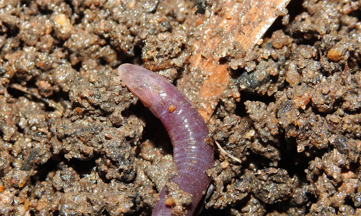 Escondido sob a terra: cientistas descobrem novo anfíbio na Mata Atlântica
