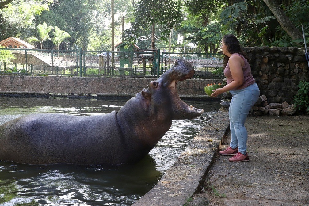 Verão no Bosque: animais se refrescam com sorvete e frutas congeladas em Campinas