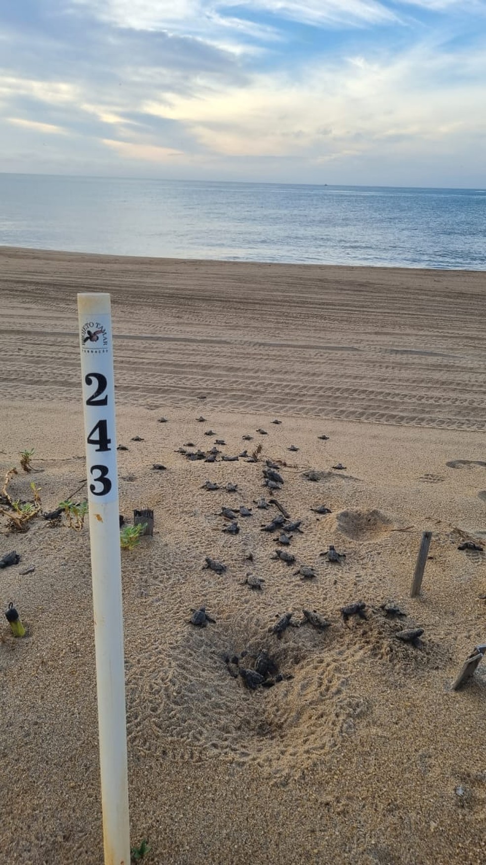 Ninho de tartarugas aberto no litoral do Espírito Santo — Foto: Divulgação/Fundação Projeto Tamar