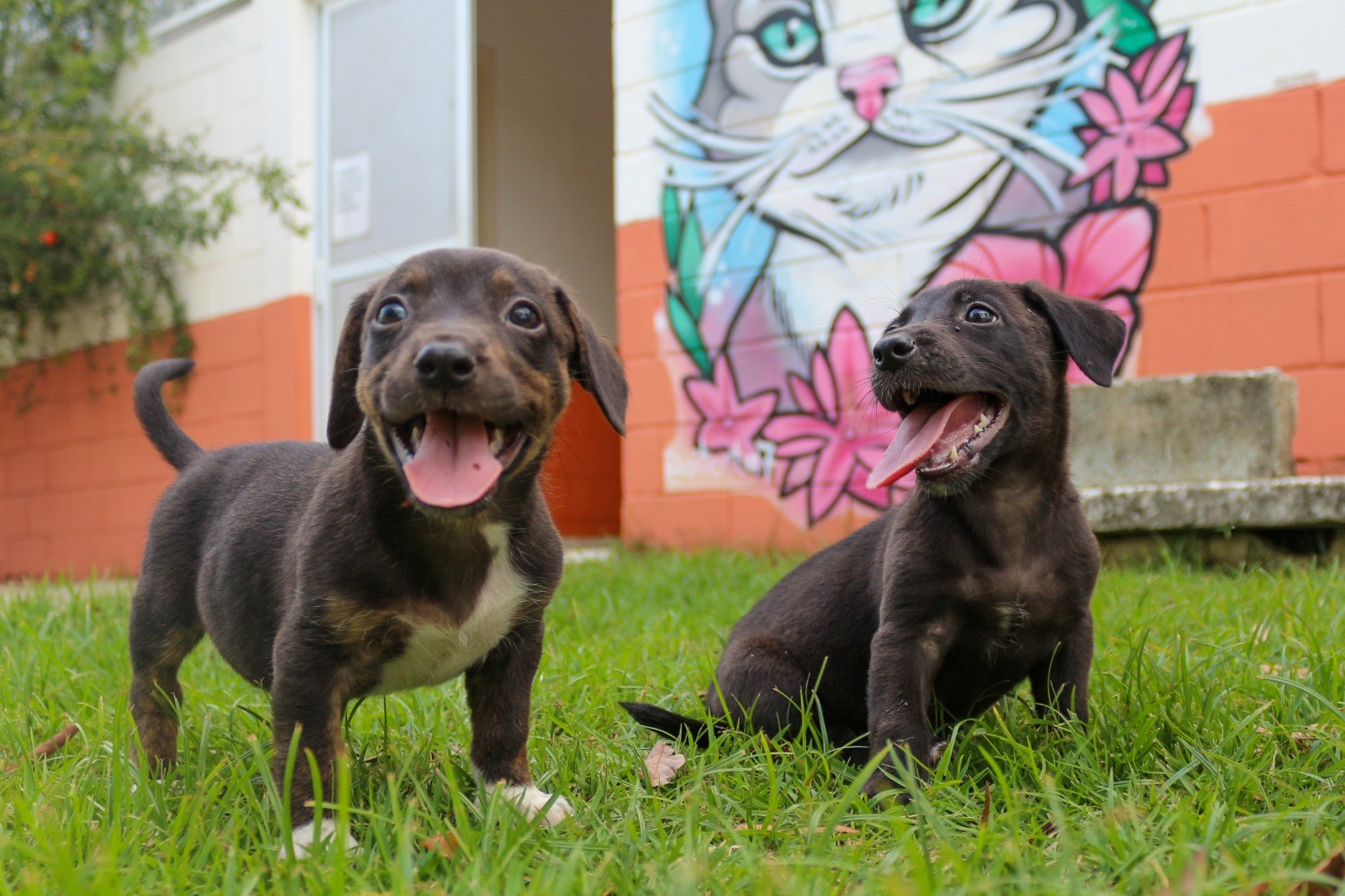 Fundo Social de Taubaté promove bazar beneficente em prol de animais