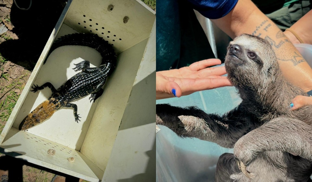 Quatro pessoas são presas suspeitas por explorar animais em aldeia indígena no Amazonas