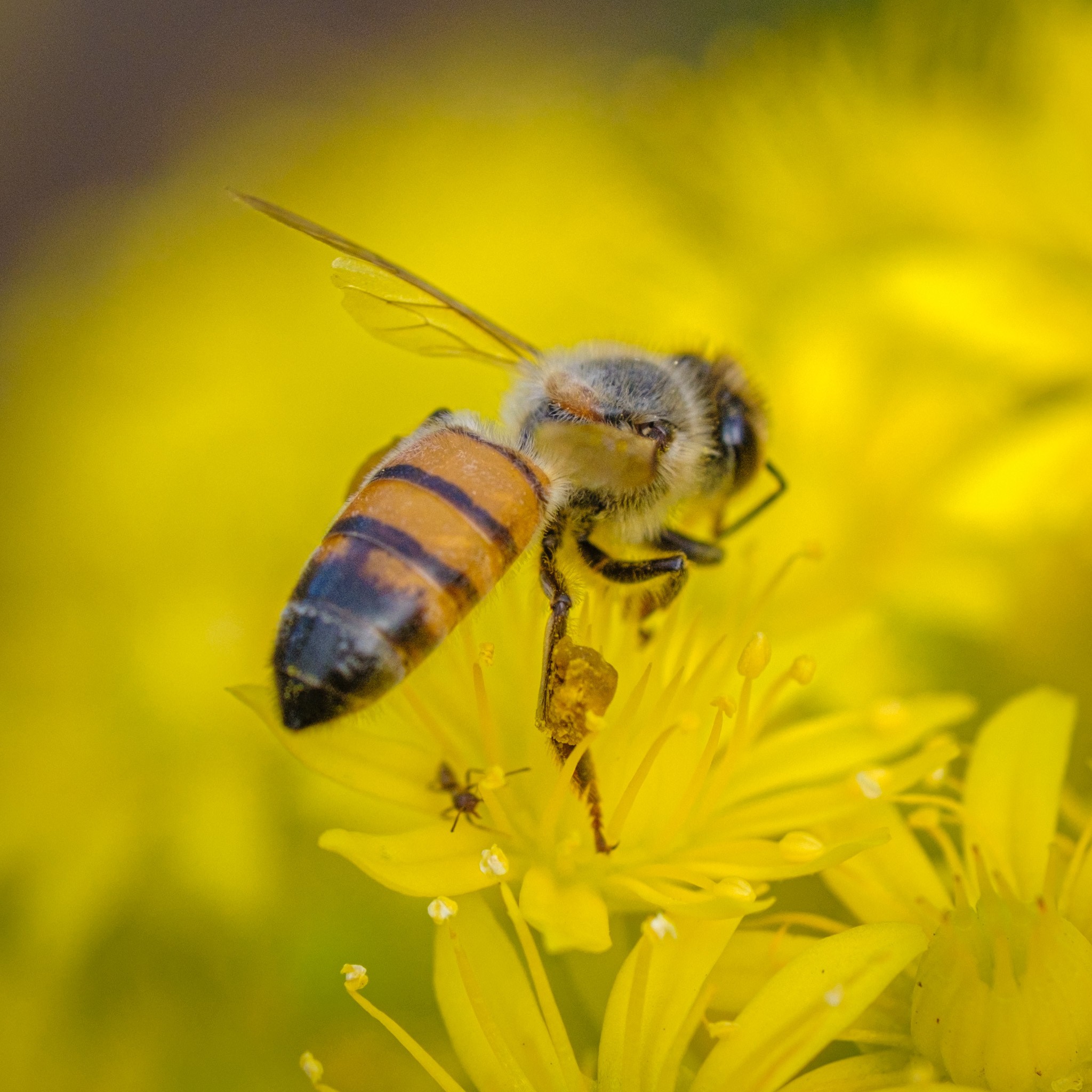 Entenda por que a falta de áreas verdes impulsiona a migração de enxames e ondas de calor favorecem ataques de abelhas