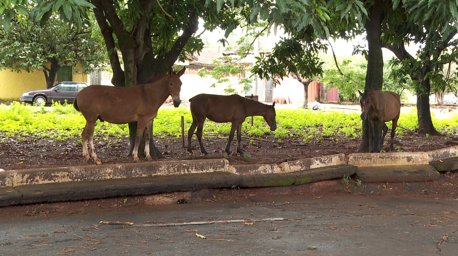 Piauí é o 4º estado do país com o maior número de acidentes envolvendo animais soltos em vias