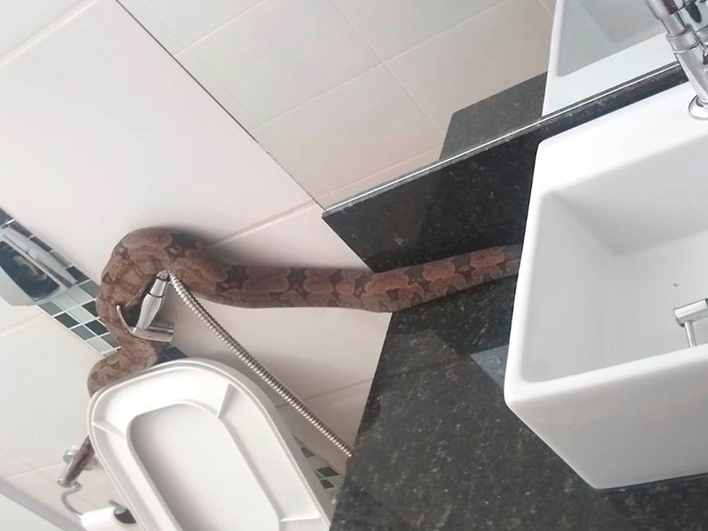 Cobra de mais de 3 metros é encontrada morando em teto de banheiro