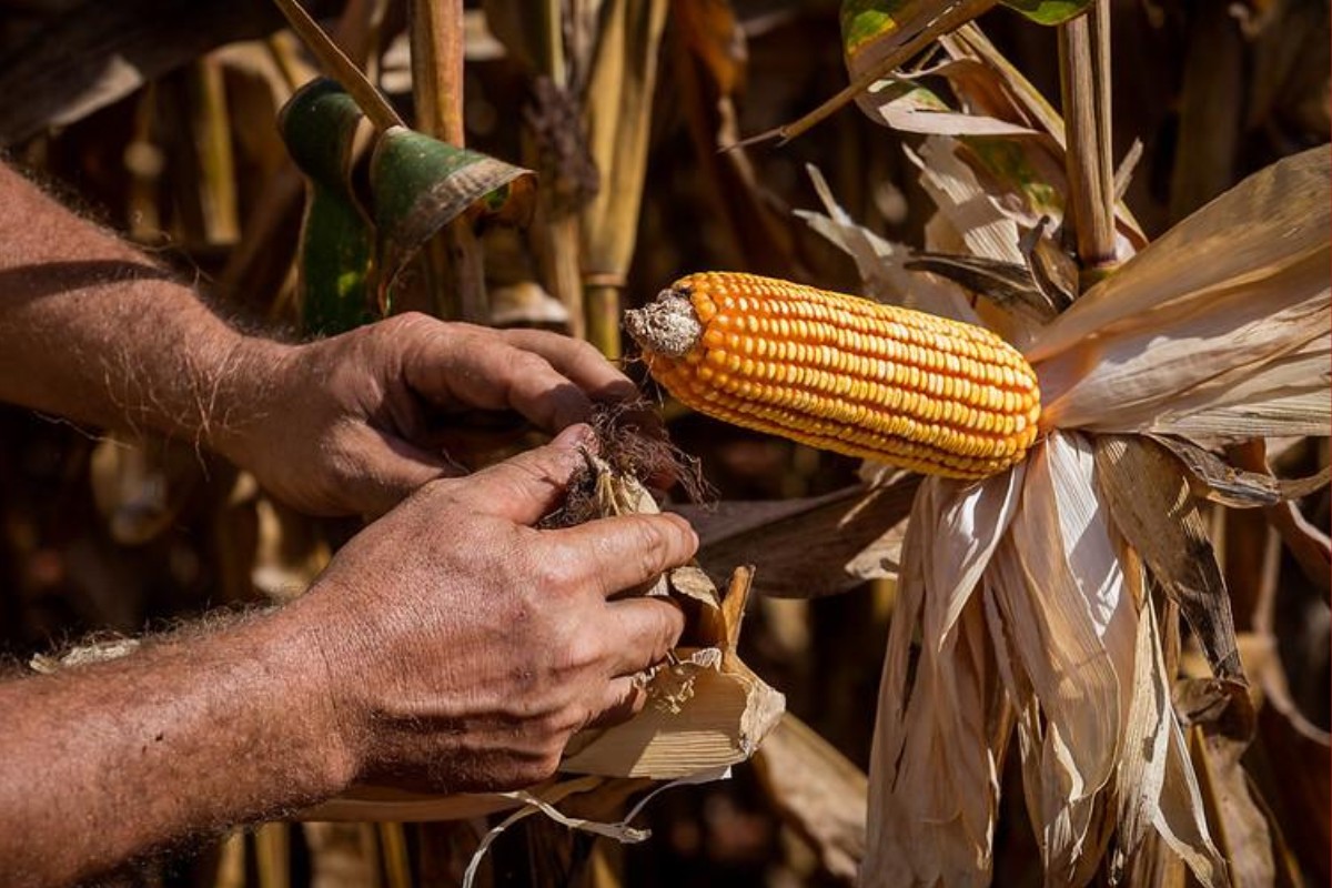 Egito se torna 2° maior destino das exportações de MT impulsionado por milho, algodão e carne bovina