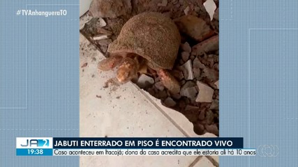 Jabuti enterrado em piso é encontrado vivo; saiba mais