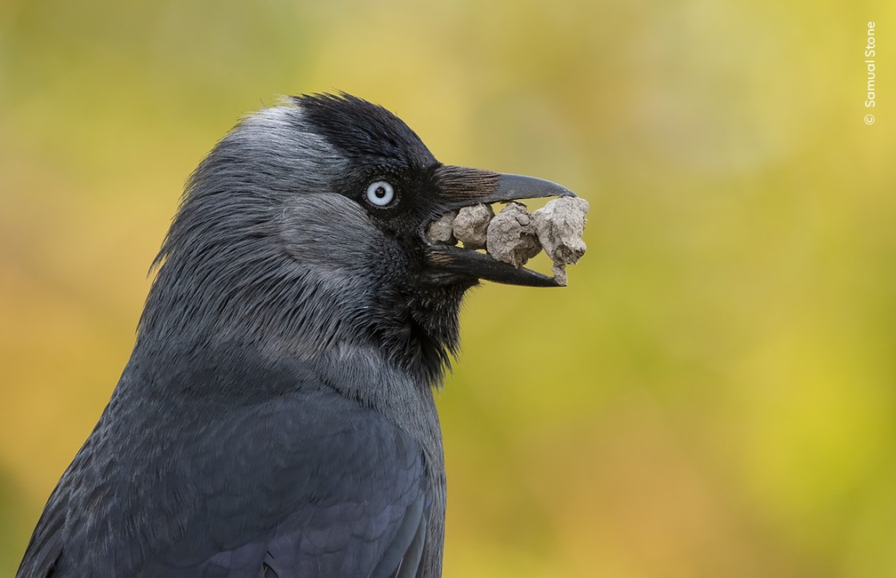 Um gralha-de-bico-carnudo captura pedras para o seu ninho em Bushy Park, Londres. Fotógrafo acompanhou o comportamento das aves do local, que também usavam pelos de cervos para construir seus ninhos. — Foto: Wildlife Photographer of the Year