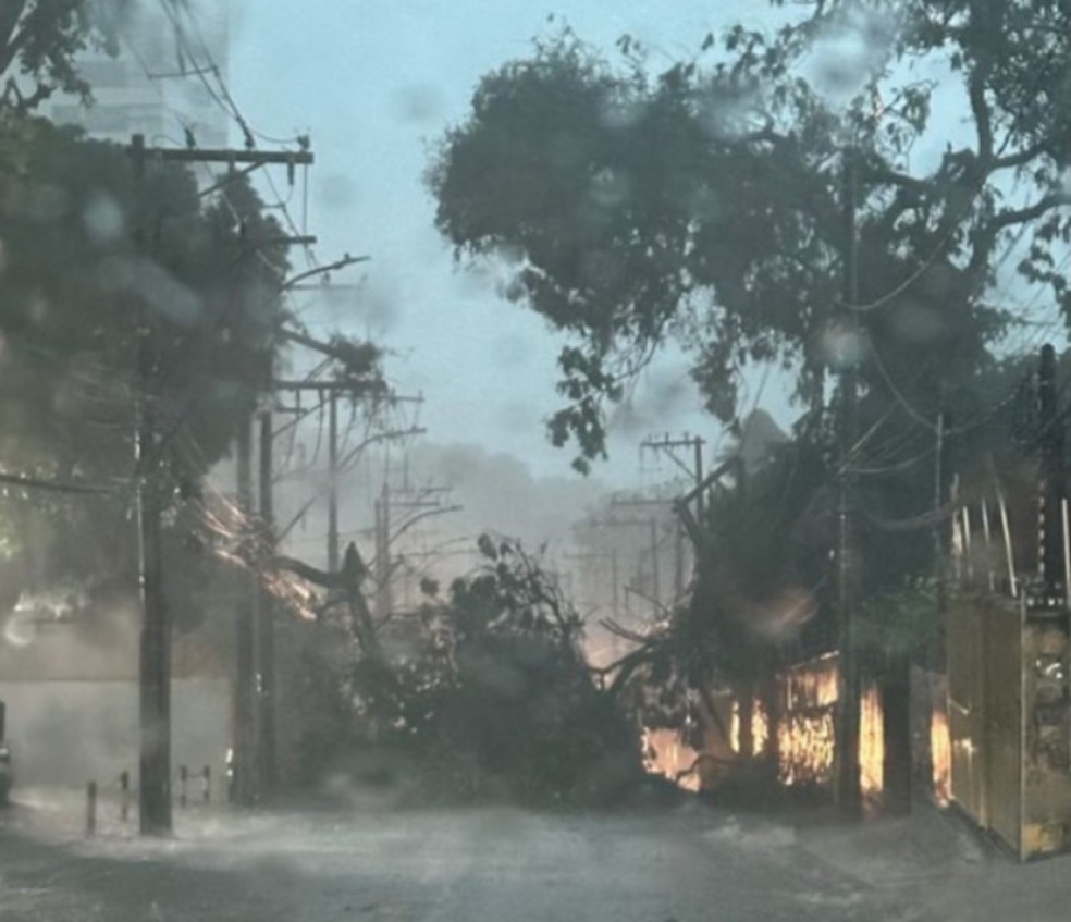 Árvore caiu na Ladeira da Barra por causa das fortes chuvas que atingem a capital baiana — Foto: Reprodução/Redes Sociais