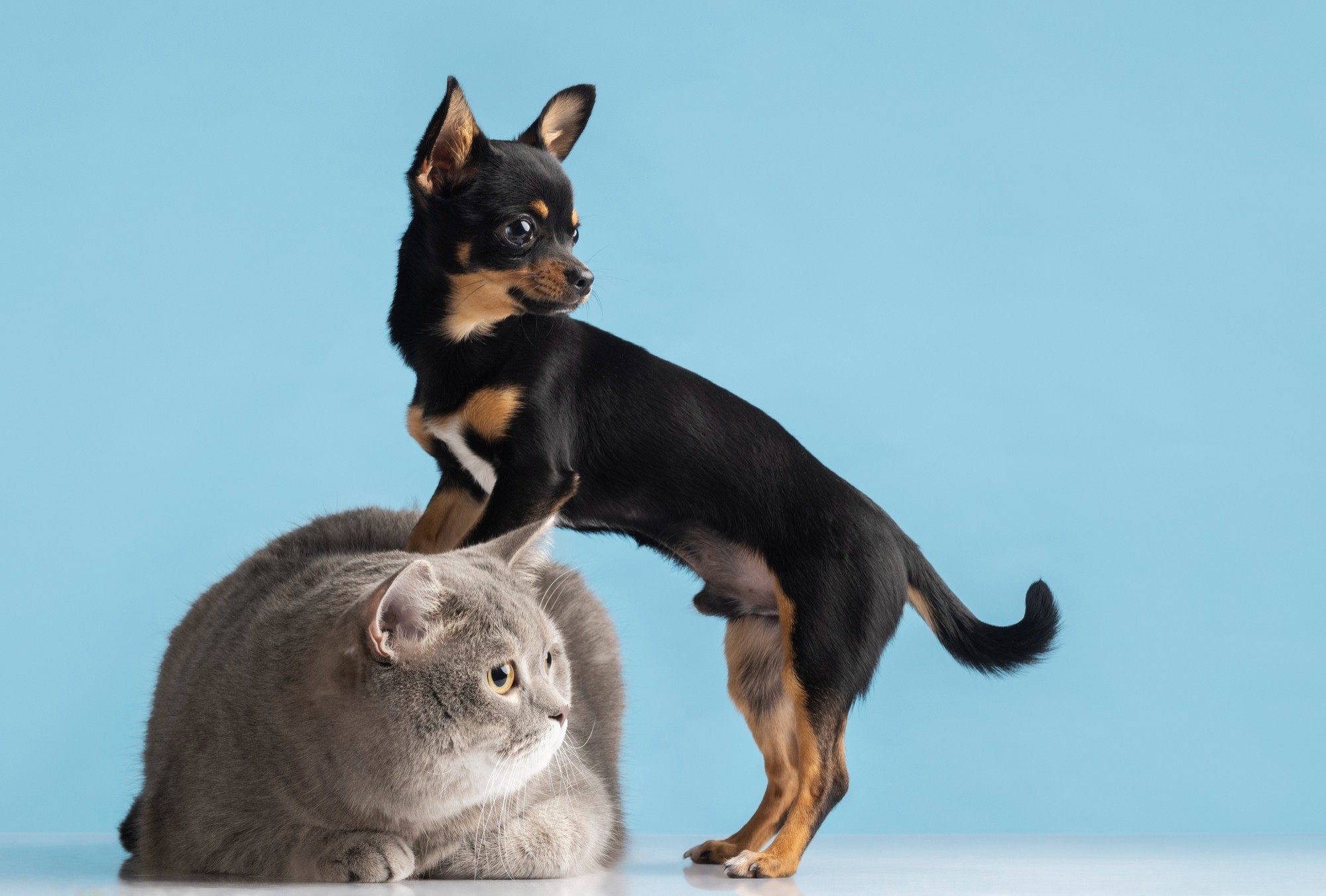 Cachorros e gatos estão evoluindo para ficarem parecidos entre si, e isso está sendo feito pelos humanos