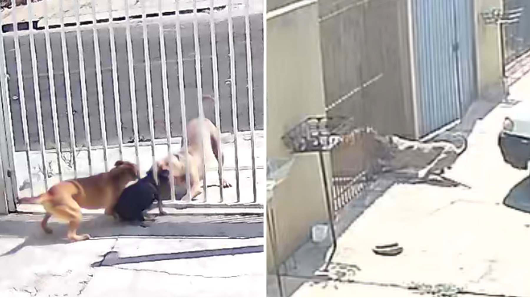 VÍDEO: pitbull foge de casa e ataca cães que estavam dentro de outra casa, pelo vão do portão, no PR; tutor foi preso 