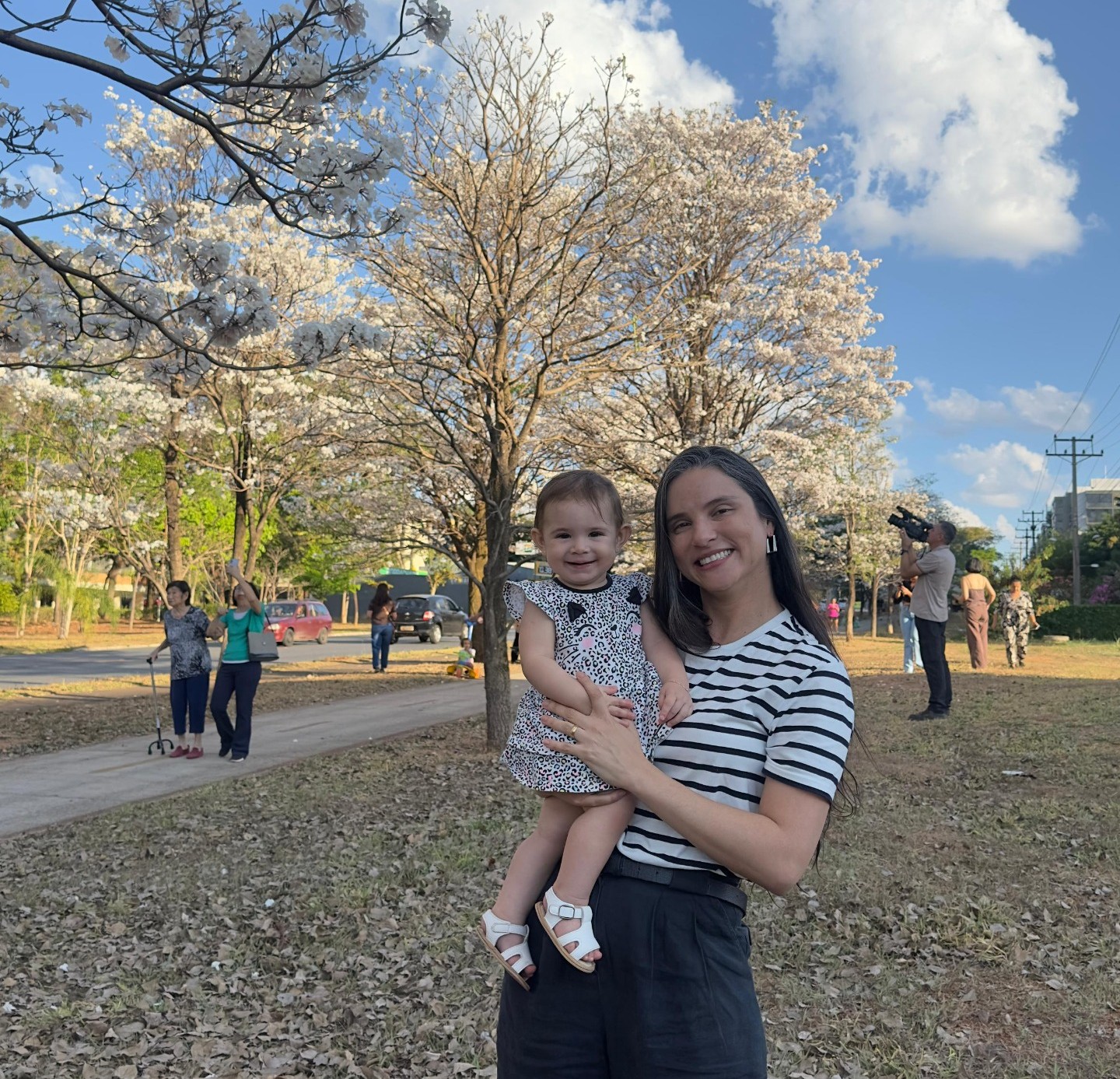 Ipês-brancos florescem e marcam início da primavera no DF; veja fotos e vídeos