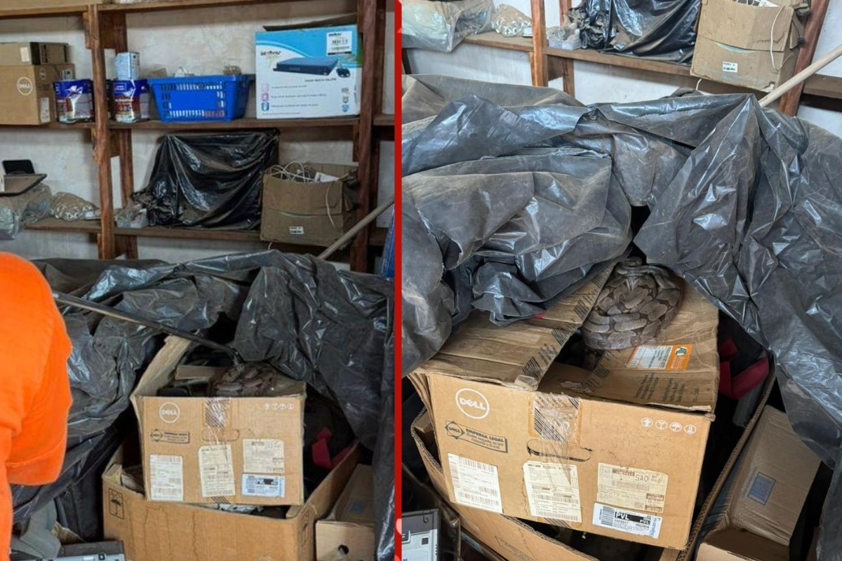 Jiboia de quase 1 metro é resgatada em almoxarifado de empresa de transportes em MT