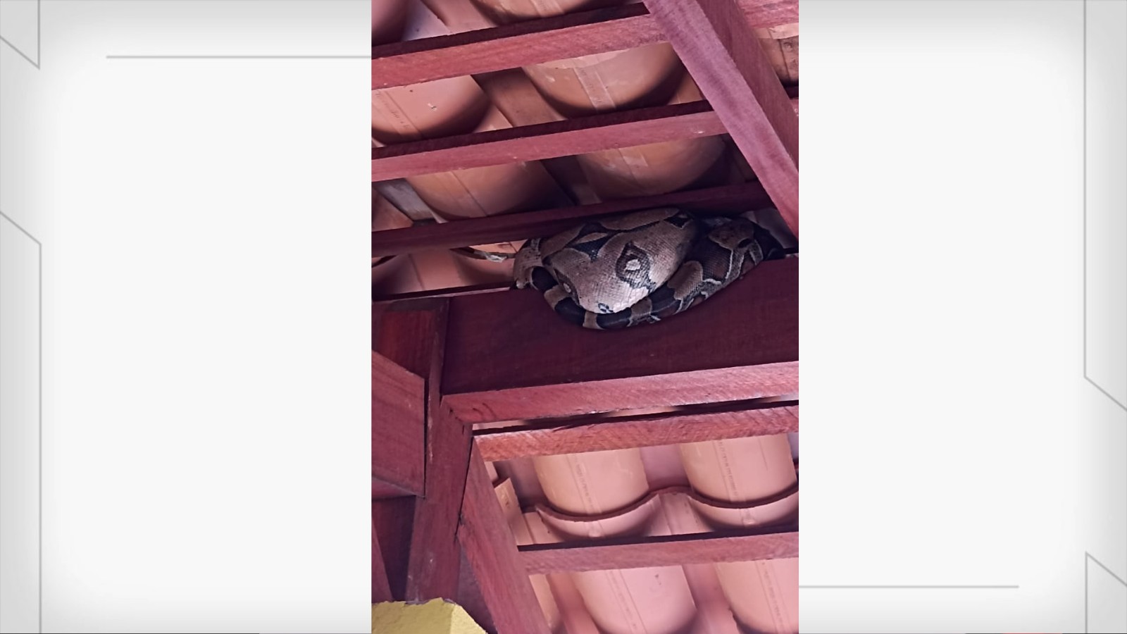Cobra é encontrada em parada de ônibus na frente de escola no litoral do Piauí