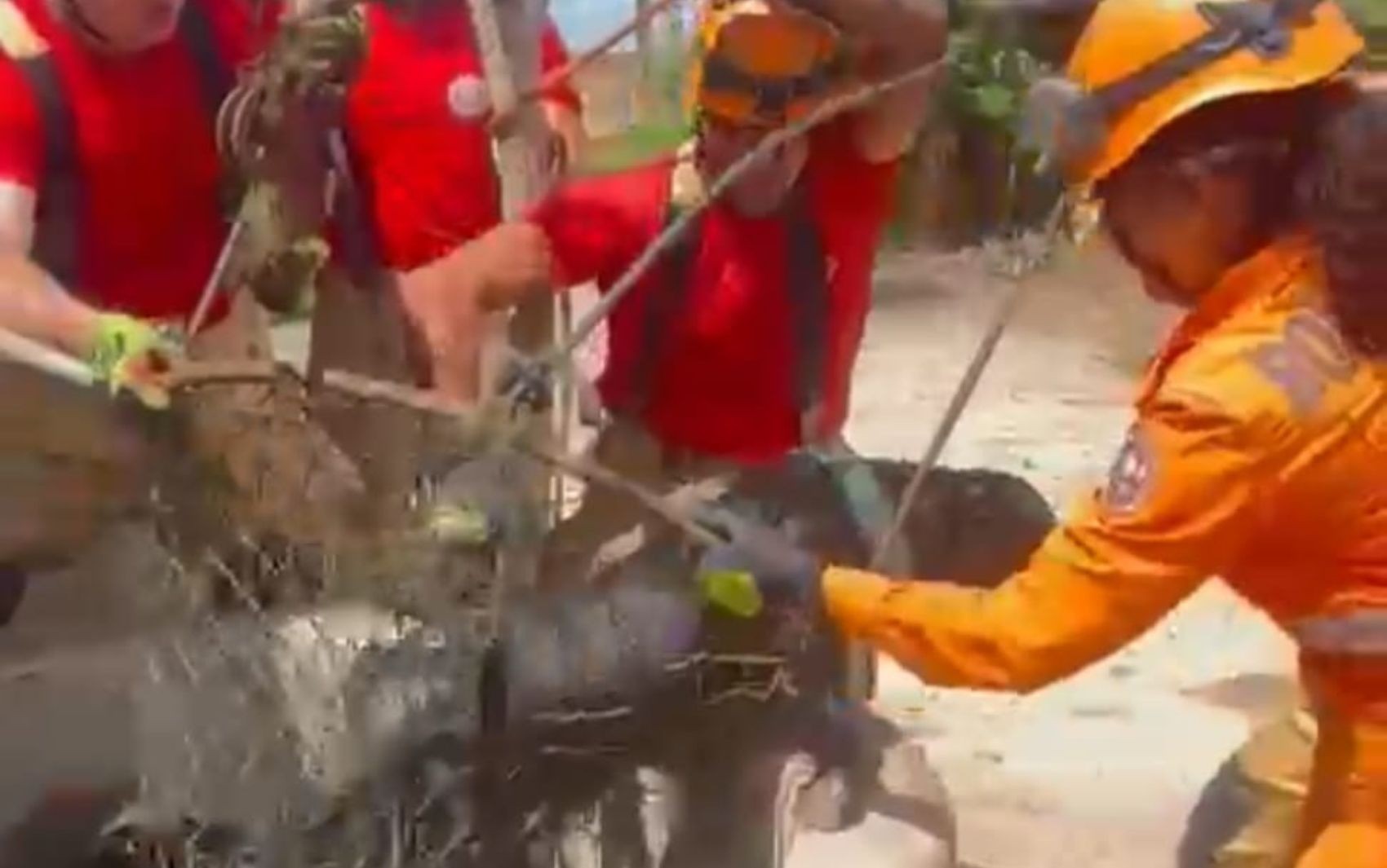Cachorro cai em cisterna e é resgatado por bombeiros em Cristinápolis