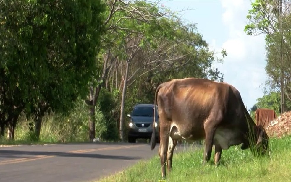 Animais soltos nas estradas causam riscos de acidentes nas estradas que cortam o Maranhão — Foto: Reprodução/TV Mirante