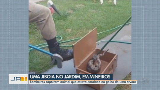 Cobra é encontrada enrolada em árvore no jardim de casa; vídeo - Programa: JA 1ª Edição - Regional 