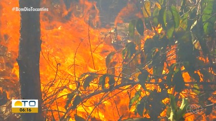 Incêndios urbanos: Defesa Civil de Palmas dobra o número de brigadistas em 2024