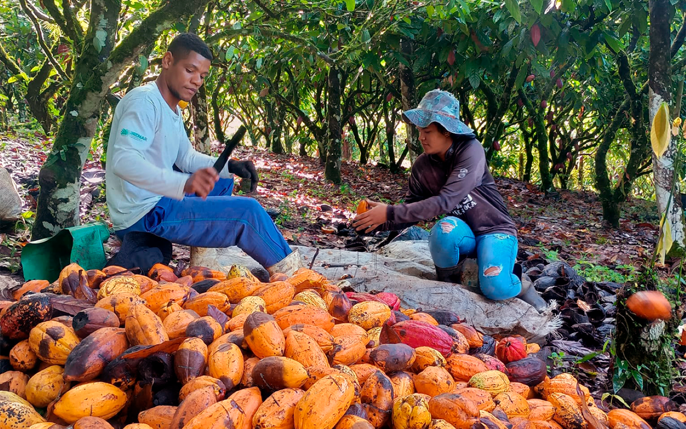 Com apoio da Cresol, cooperado fortalece a produção de cacau na Bahia