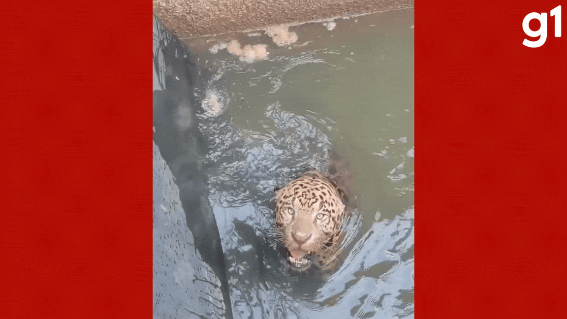 VÍDEO: Onça-pintada presa em canal de usina reage e esturra durante operação de resgate em MT