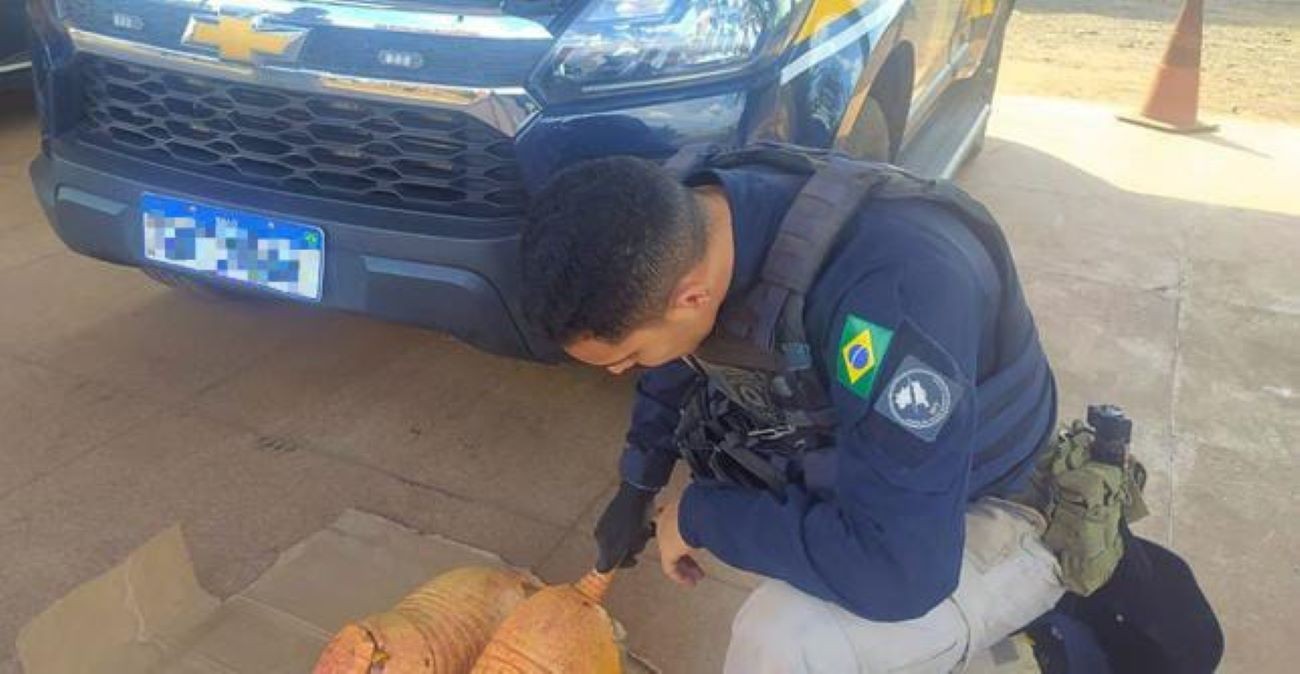 Caminhoneiro é detido transportando tatus-pebas abatidos na BR-222