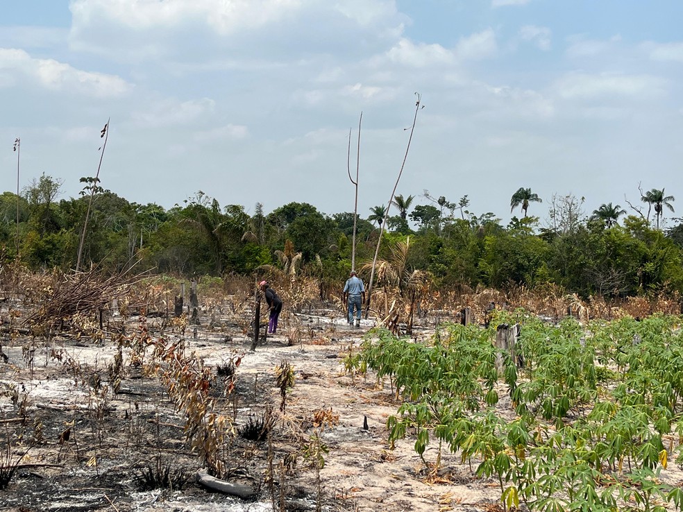 Incêndio destruiu parte do roçado na comunidade indígena da Malacacheta, no Cantá, em Roraima — Foto: Samantha Rufino/g1 RR