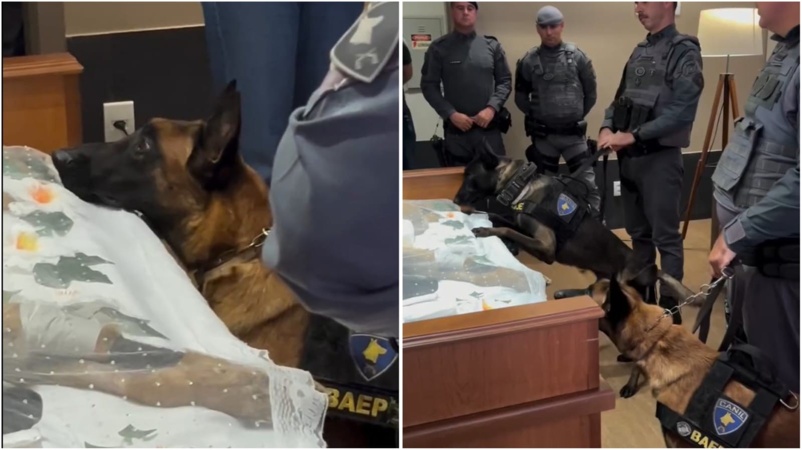 'Cãopanheiro' policial é homenageado em velório por agentes após morrer de câncer: 'Legado de excelência', diz tenente