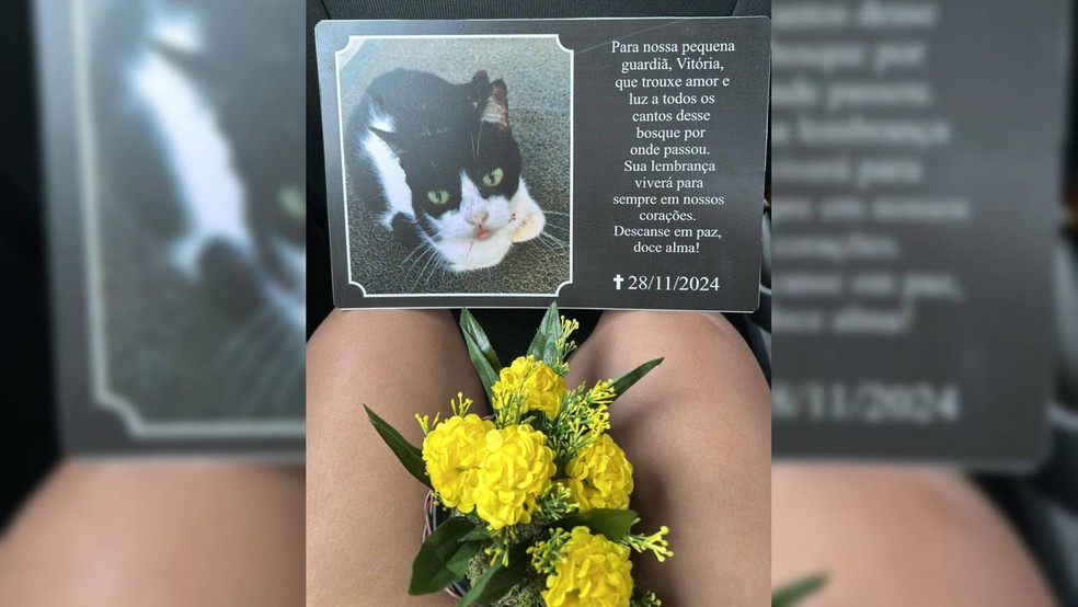 Placa de homenagem à gatinha Vitória foi instalada no hall de entrada do campus; outra será instalada na cantina — Foto: Valesca Vasconcelos