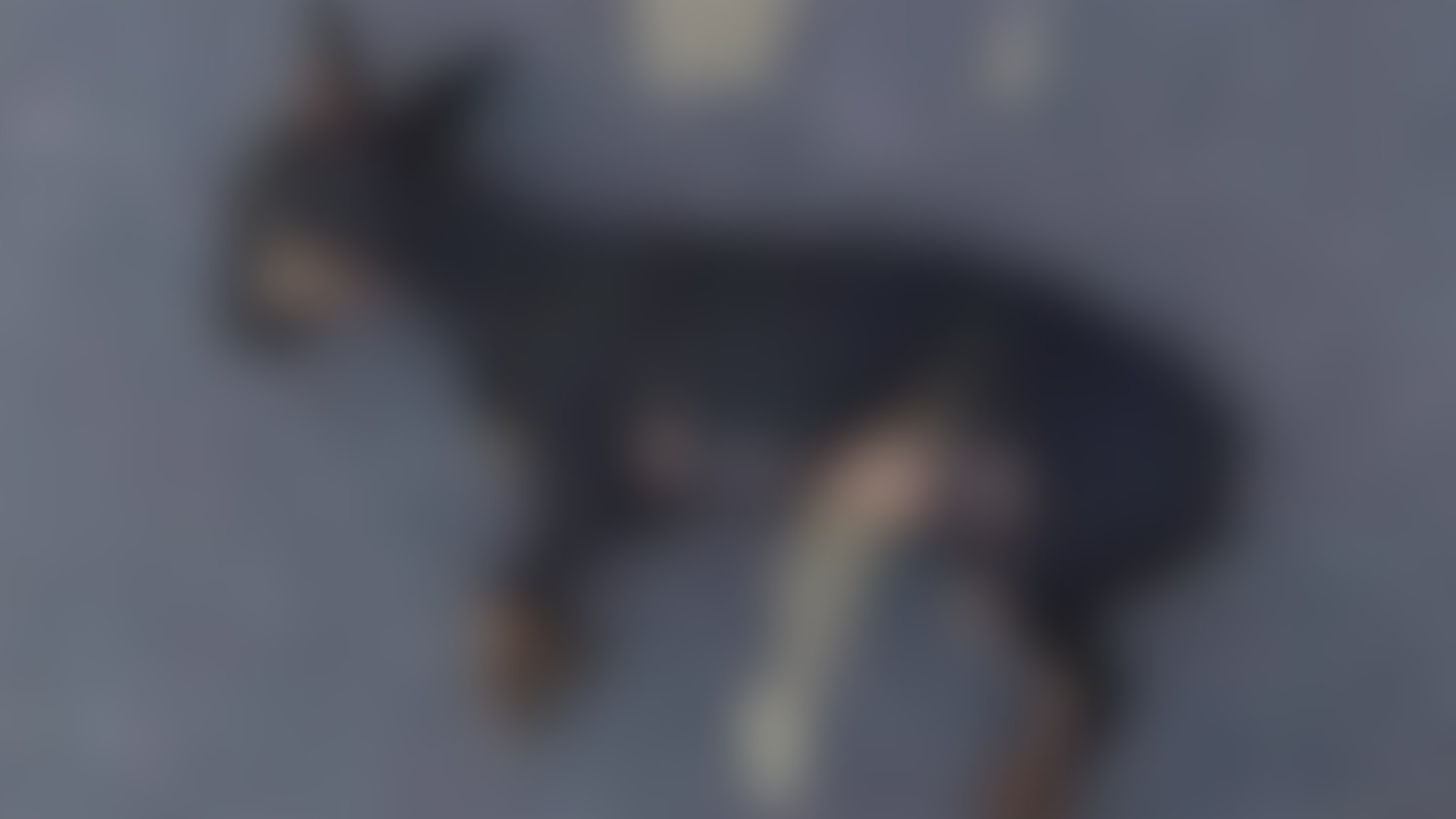 Filho leva cachorro morto até PM e denuncia pai por maus-tratos em MG