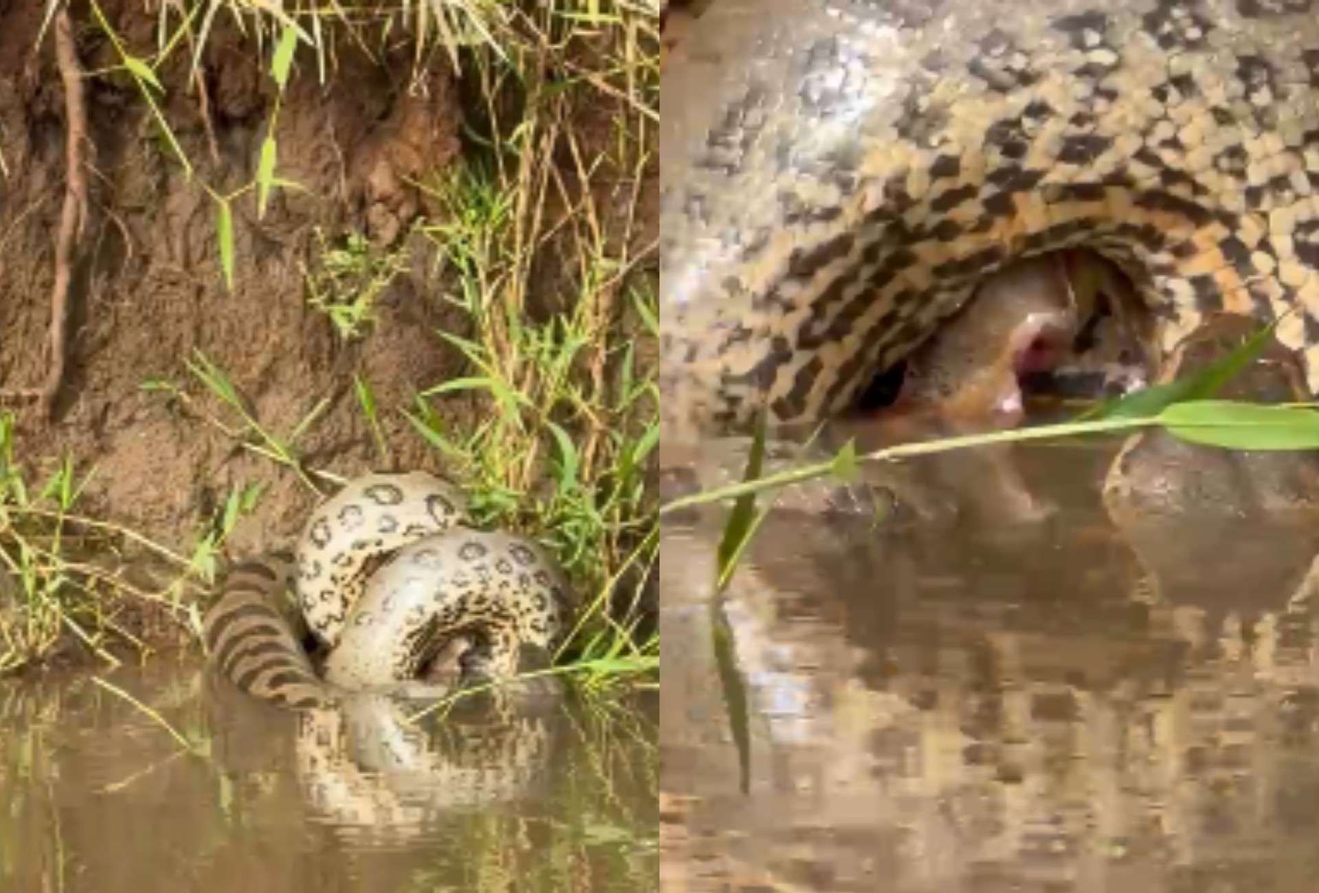 Guia registra momento em que sucuri captura peixe perigoso em rio de MS