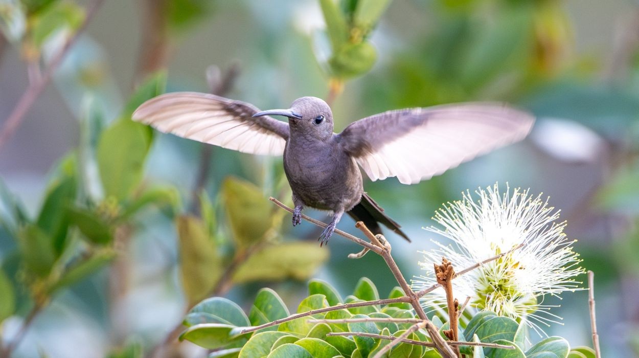 Beija-flor 'diferente' é flagrado em MG e intriga observador: 'quase não acreditei'