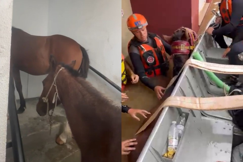 Cavalo e potro foram resgatados de pr&eacute;dio alagado no RS &mdash; Foto: Divulga&ccedil;&atilde;o