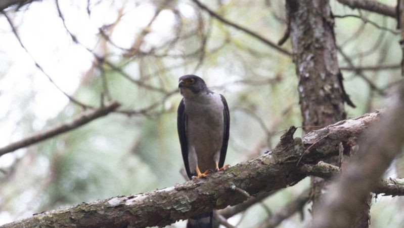 Mapeamento registra 239 espécies de aves em área na Serra de Paranapiacaba, em SP