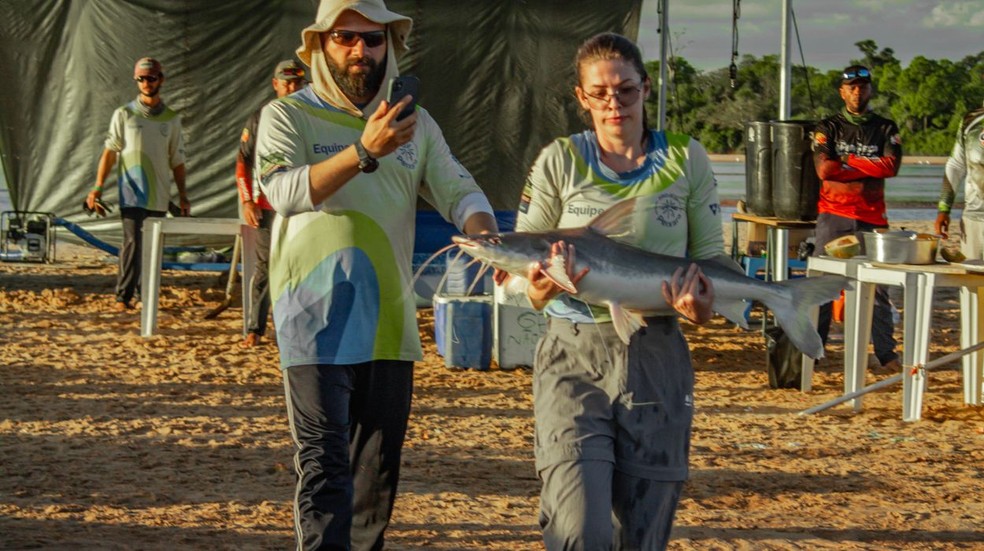 O "atleta" dos rios: Piraíba bate recorde e nada 890 km no Araguaia — Foto: Projeto Peixara
