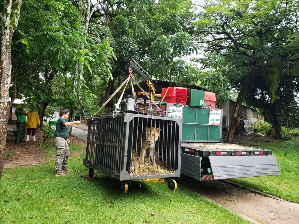 Mimi chegou à Bica, em João Pessoa, na segunda-feira (29) — Foto: Patrícia Cantisani/Divulgação/Parque Zoobotânico Arruda Câmara