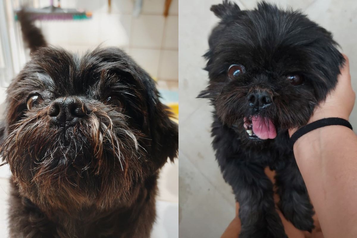 Você tem alergia ao próprio pet? Especialistas do interior de SP reforçam cuidados para aliviar sintomas