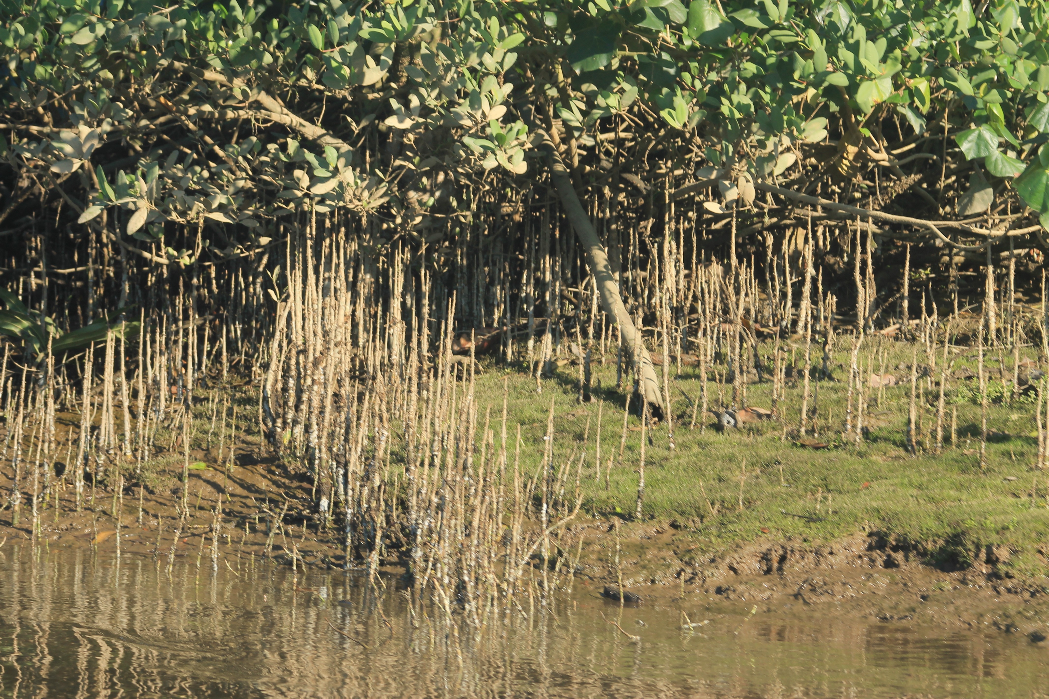 Biólogos encontram espécie invasora em manguezais da Baixada Santista